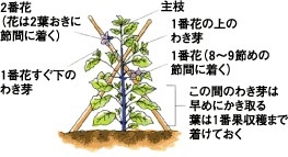 ナス 野菜をつくろう アグリス Jaあいち知多