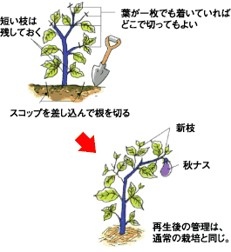 ナス 野菜をつくろう アグリス Jaあいち知多