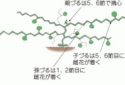 カボチャ 野菜をつくろう アグリス Jaあいち知多