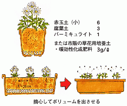 マーガレット 花を咲かそう アグリス Jaあいち知多