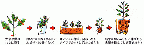 ポインセチア 花を咲かそう アグリス Jaあいち知多