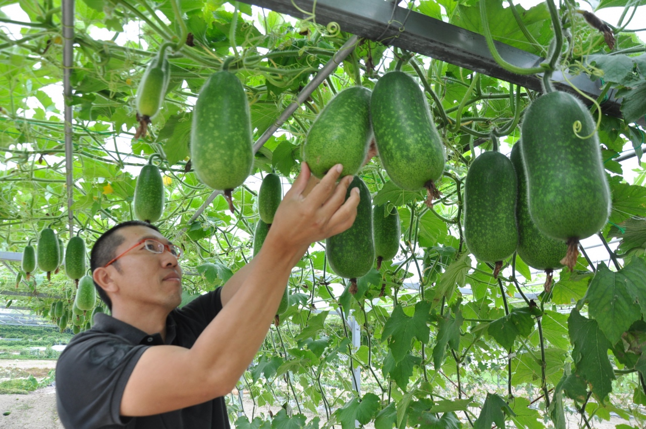 輝け 農の一番星 Ja Youthバックナンバー 知多農人 ちたのひと アグリス Jaあいち知多
