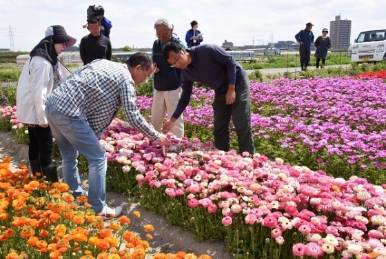 球根大きく育てよう ほっとニュース アグリス Jaあいち知多 球根大きく育てよう ほっとニュース アグリス Jaあいち知多