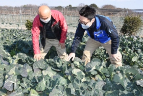 ブロッコリー収穫期間延長へ ４月収穫品種導入へ試験栽培 ほっとニュース アグリス Jaあいち知多