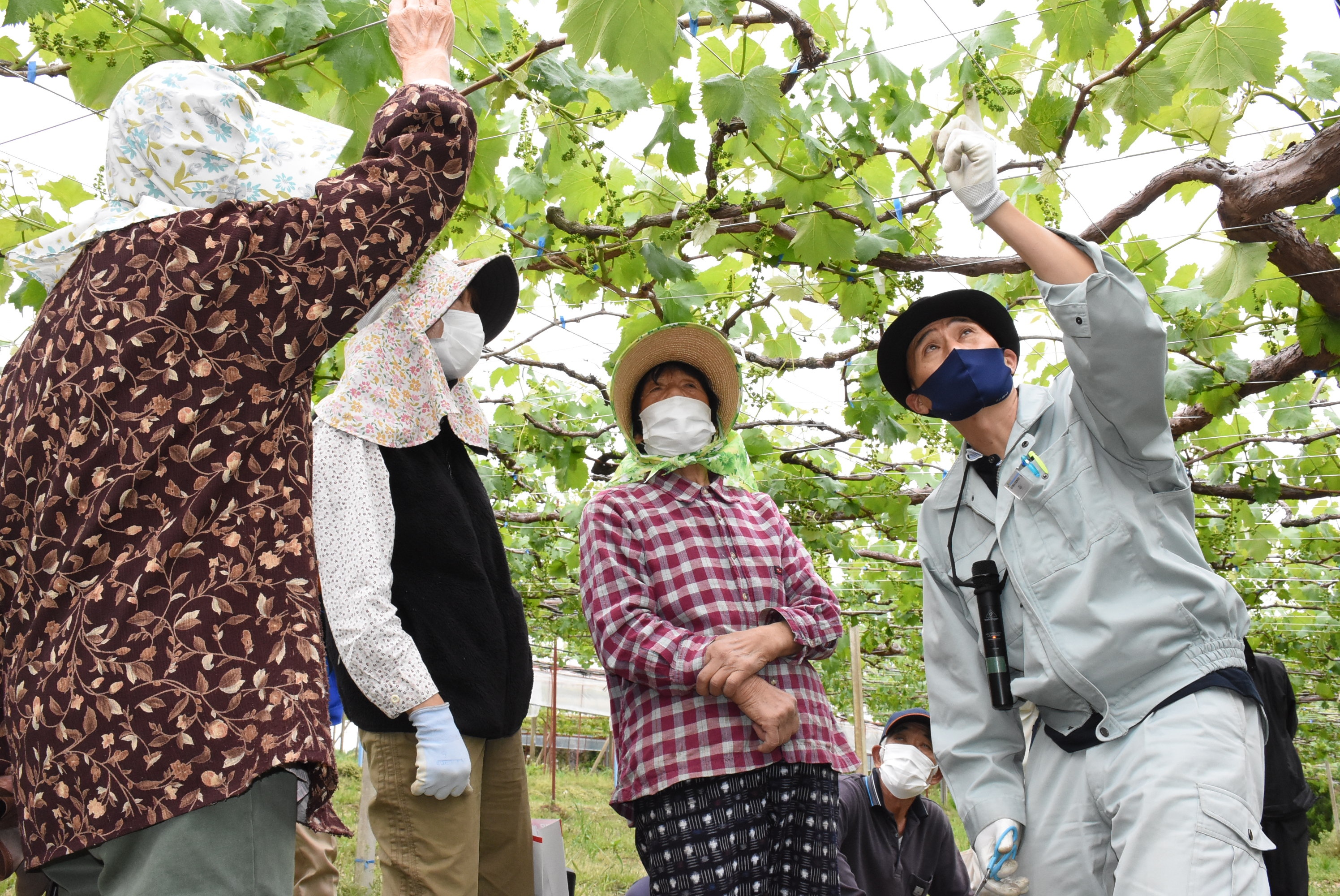作業性考え花穂づくり ぶどう組合が花切り講習会 ほっとニュース アグリス Jaあいち知多 作業性考え花穂づくり ぶどう組合が花切り講習会 ほっとニュース アグリス Jaあいち知多