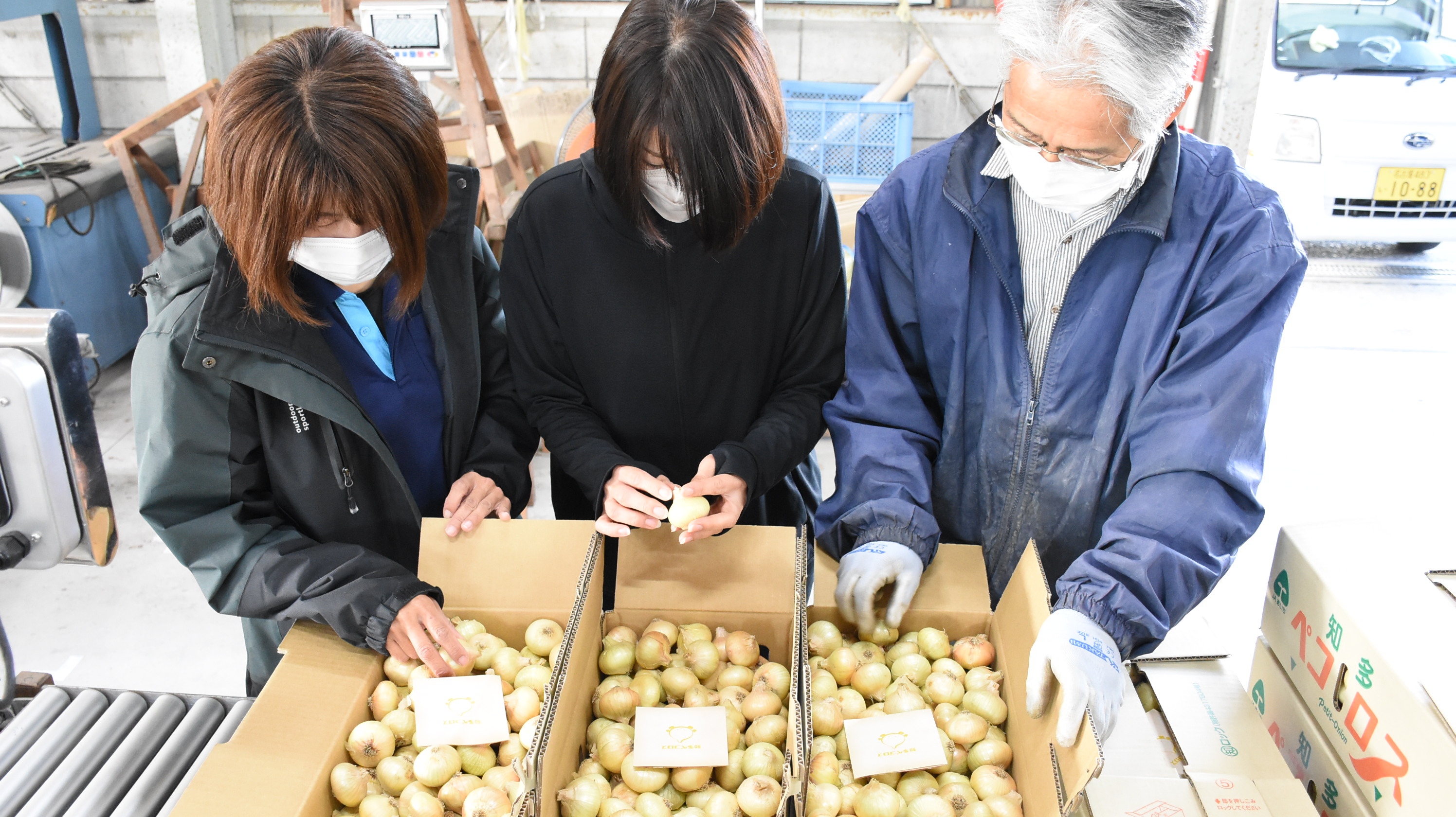 知多ペコロス 出荷スタート ８月までに５０００ケース出荷 ほっとニュース アグリス Jaあいち知多