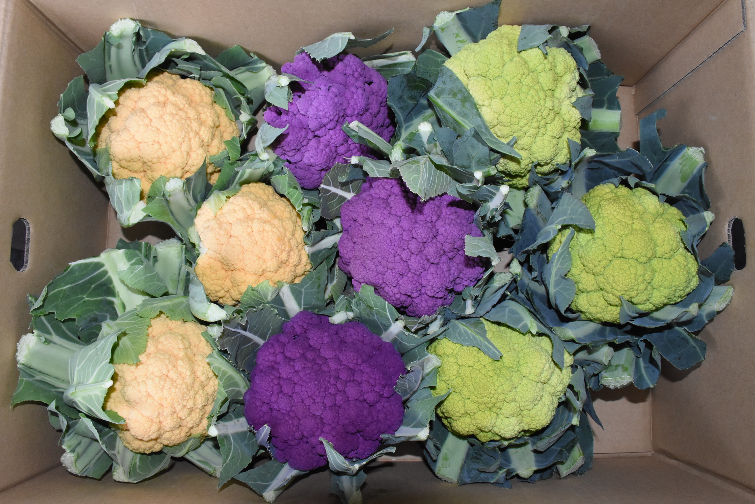 カリフラワー | 知多どれ 野菜 | アグリス（JAあいち知多）