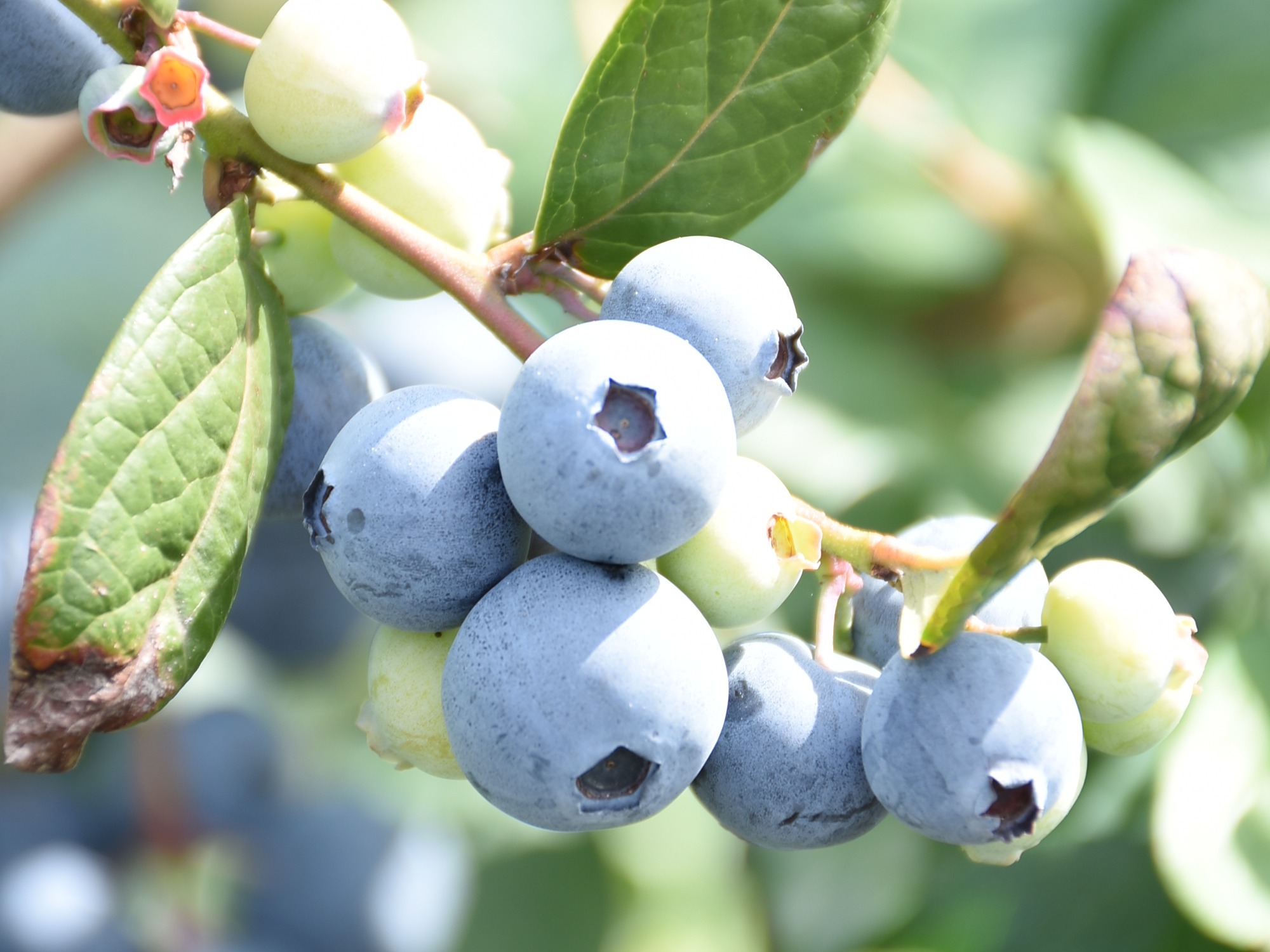 ブルーベリー ブルーベリー | 知多どれ 果樹 | アグリス（JAあいち知多）