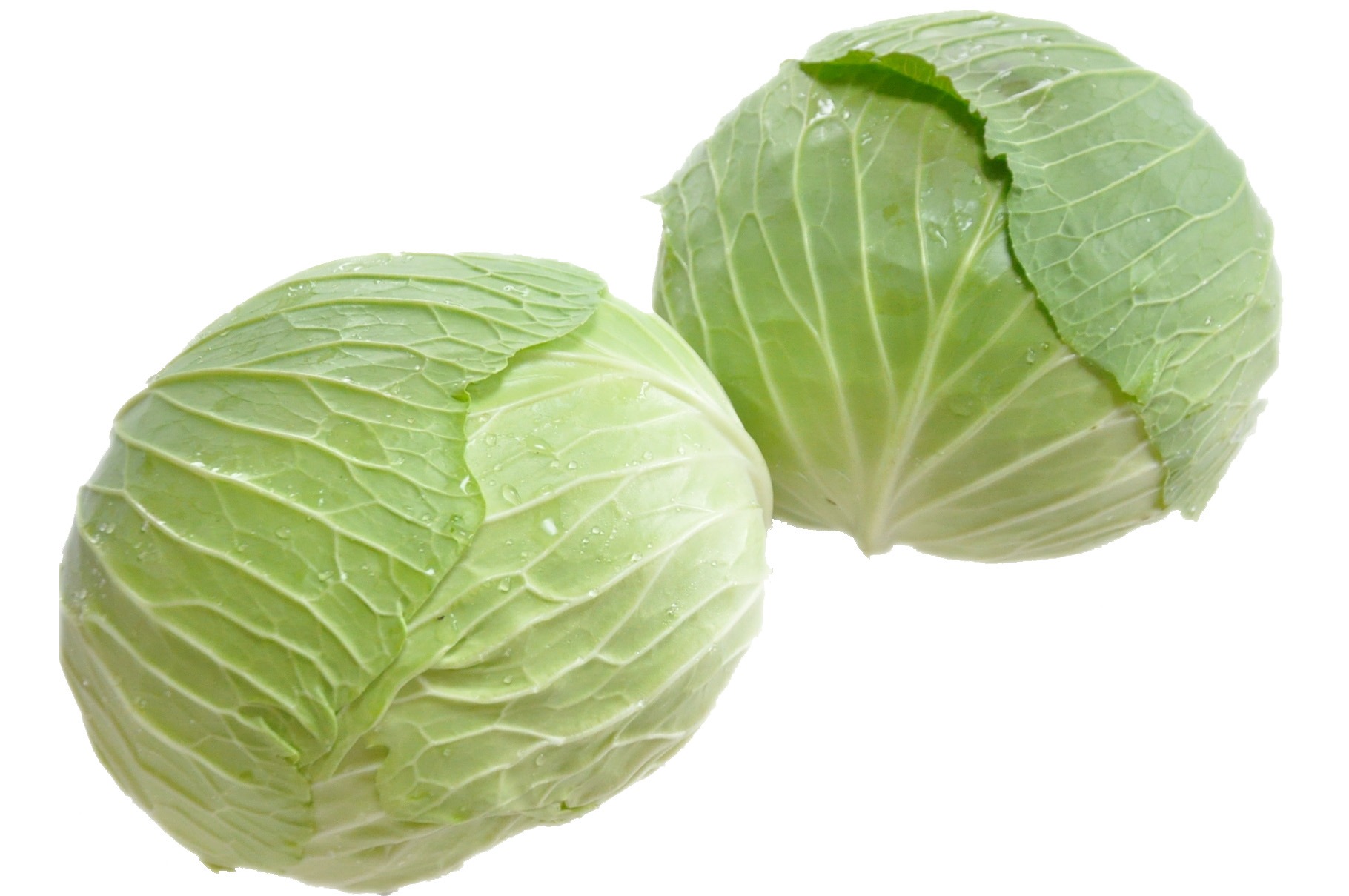 キャベツ | 知多どれ 野菜 | アグリス（JAあいち知多）