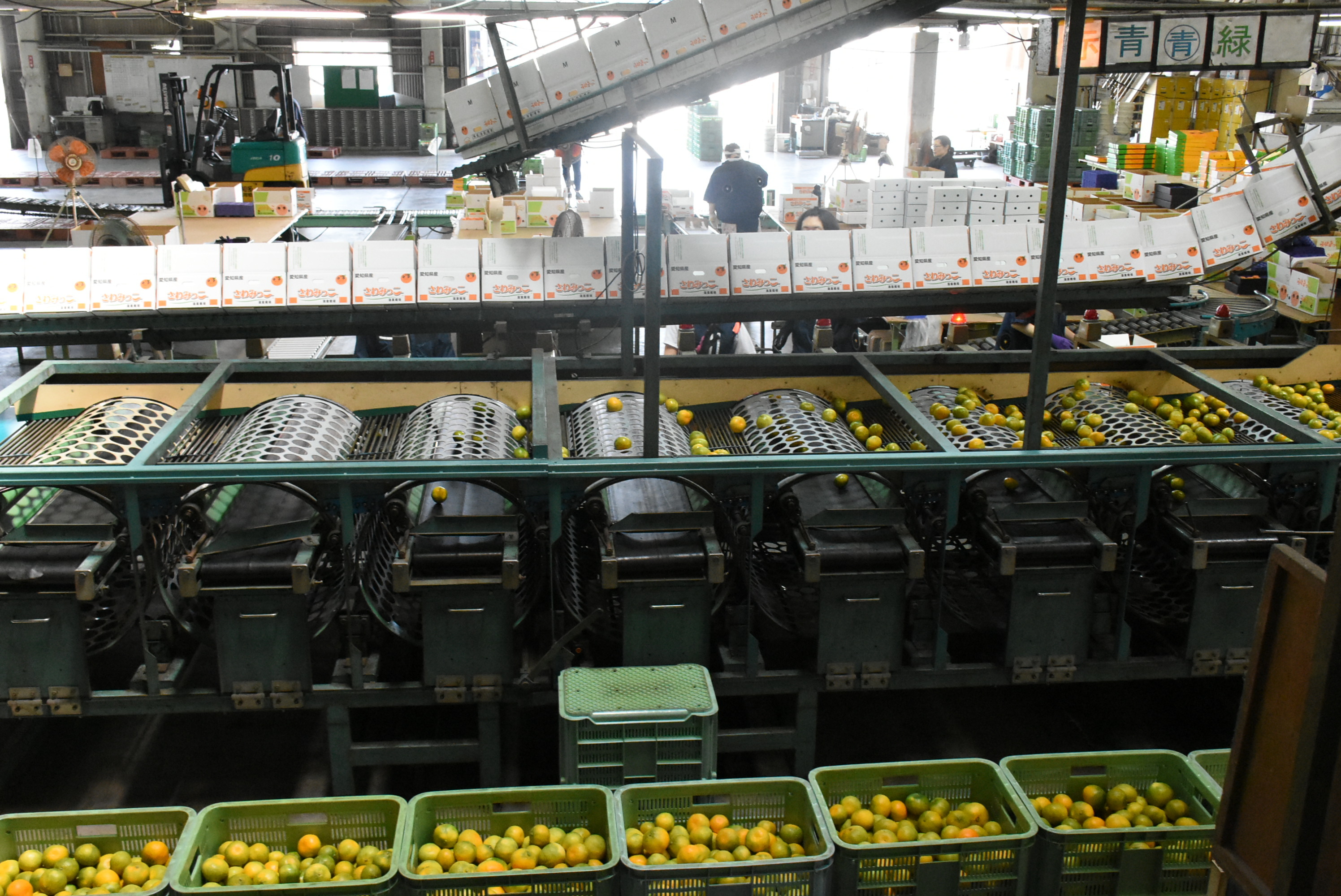 ハウスミカン「さわみっこ」出荷始まる／爽やかな香りで夏にぴったり