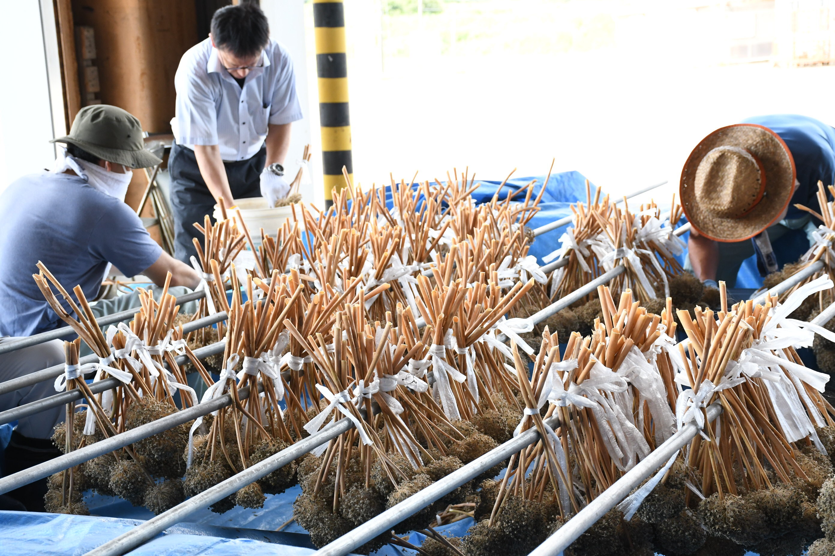 養父早生タマネギ採種作業 | JAあいち知多のほっとニュース | アグリス