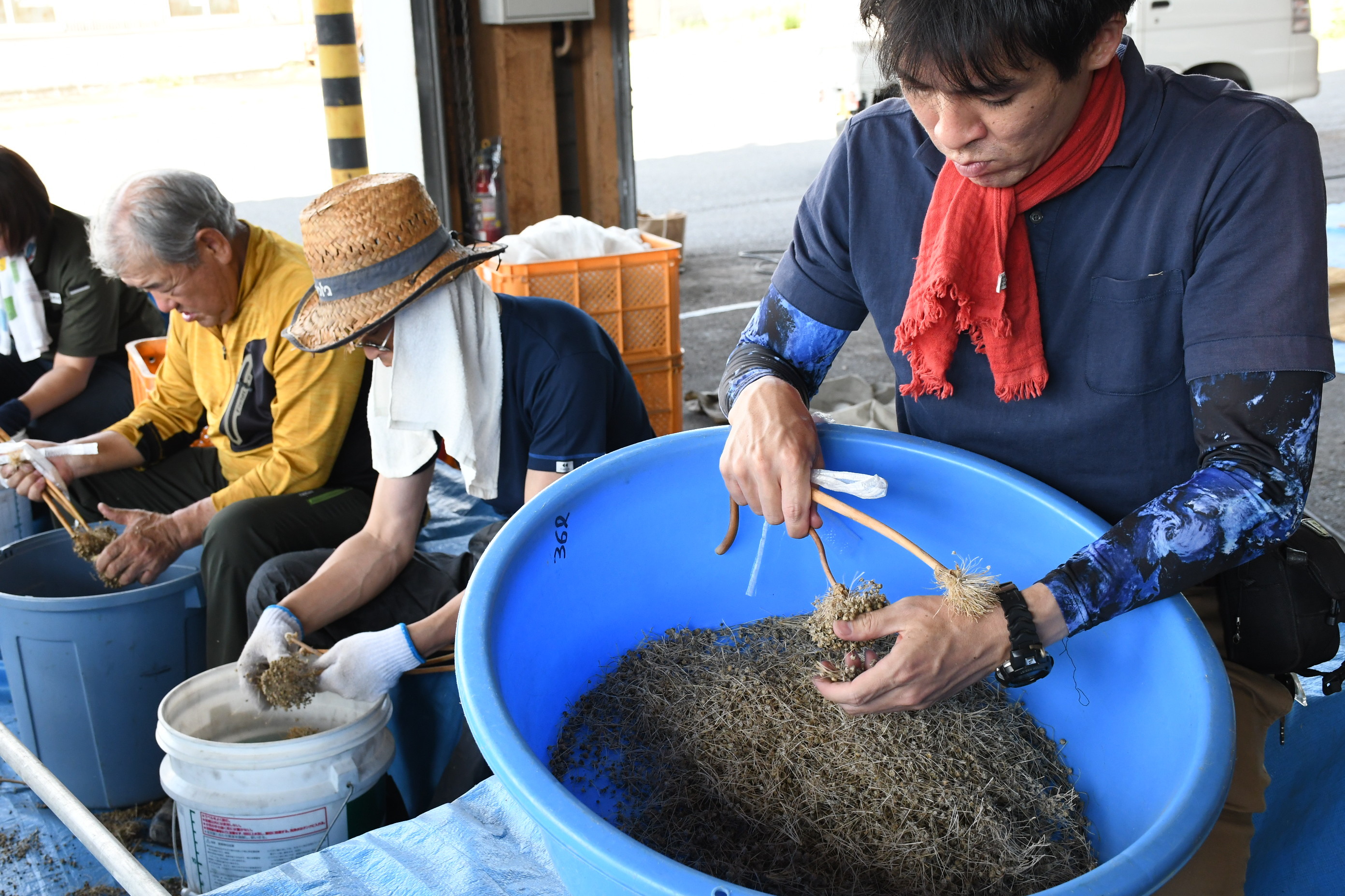 養父早生タマネギ採種作業 | JAあいち知多のほっとニュース | アグリス